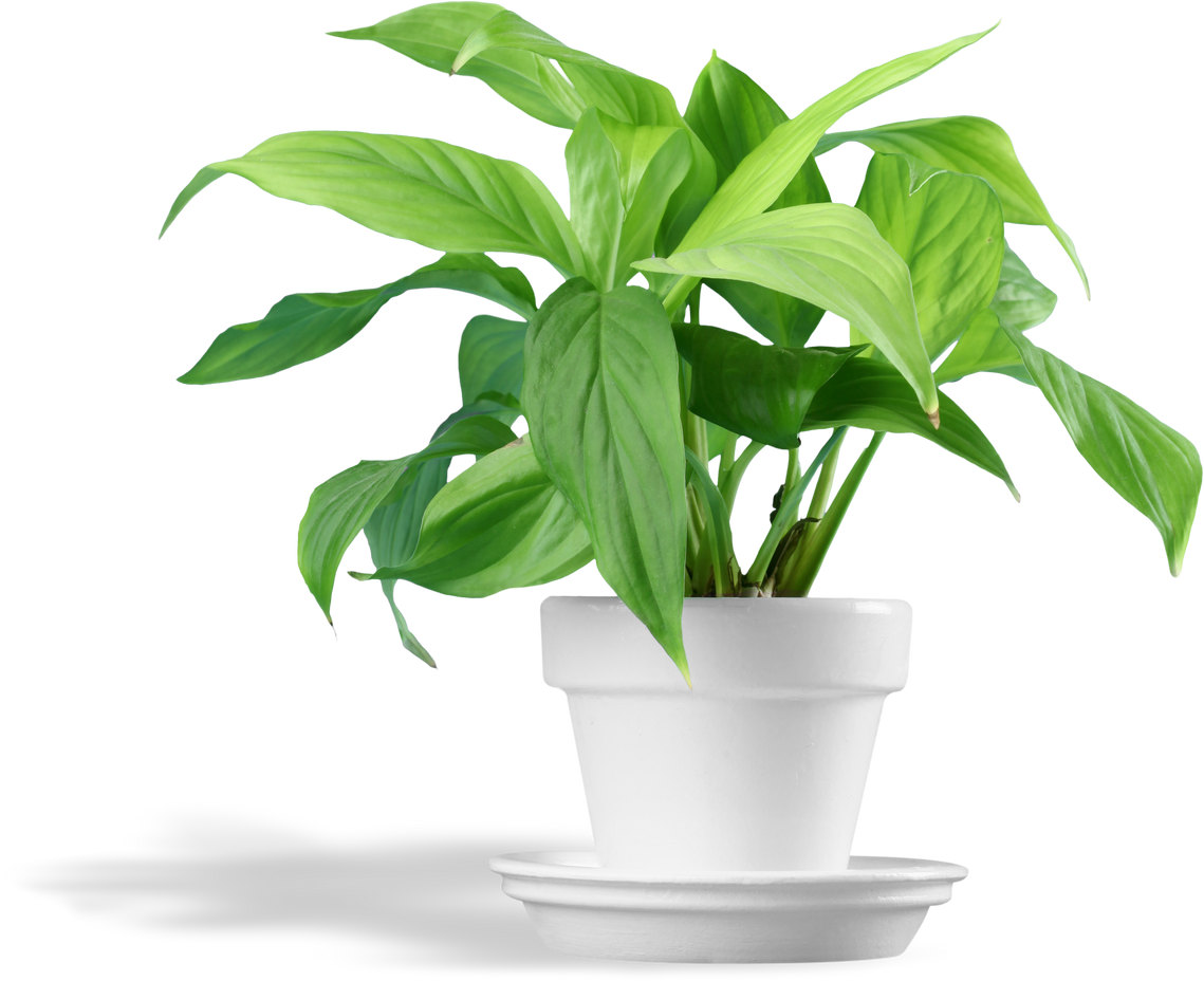 Lush Potted Plant 